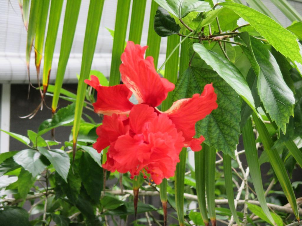 Coco Plum Key West
