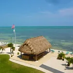 Palms 313