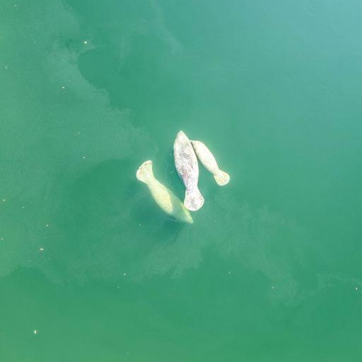 Lyons Landing Islamorada