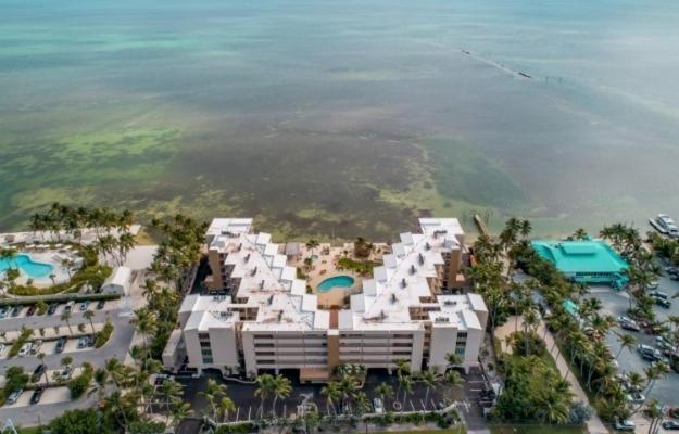 Palms 301