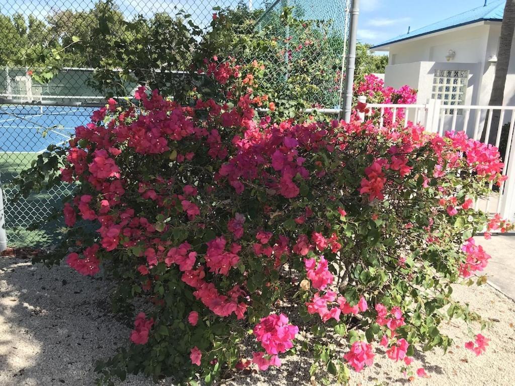 Tropical Daze Oceanfront Paradise Tavernier